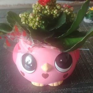 Meet your Posher, Irene